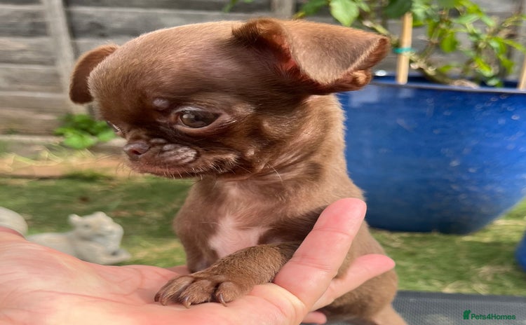 Chihuahua dogs - Advert 8