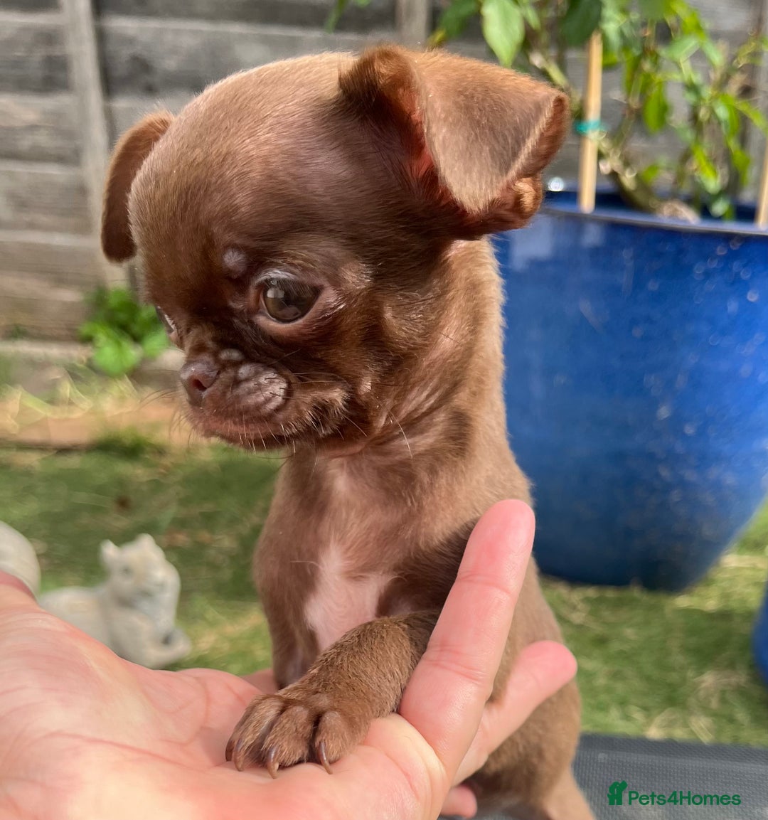 Chihuahua dogs for sale: *READY NOW* SOLID CHOCOLATE BOY - Image 1