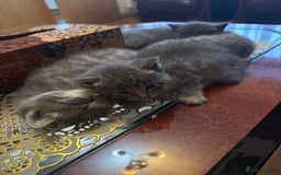 British Shorthair cats for sale: Beautiful two British short hairs ready to go - Image 4