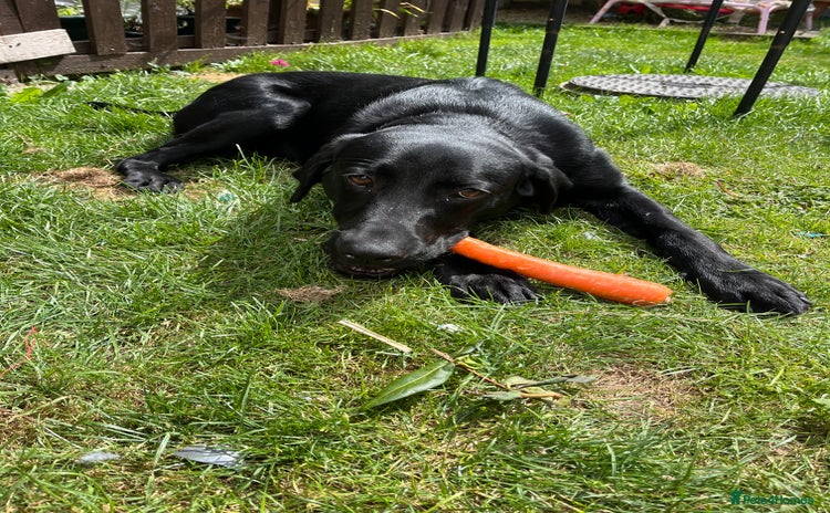 Labrador Retriever dogs - Advert 6