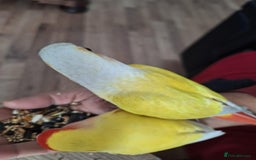 Conures birds for sale: Conure and Lovebird for Sale  - Image 8