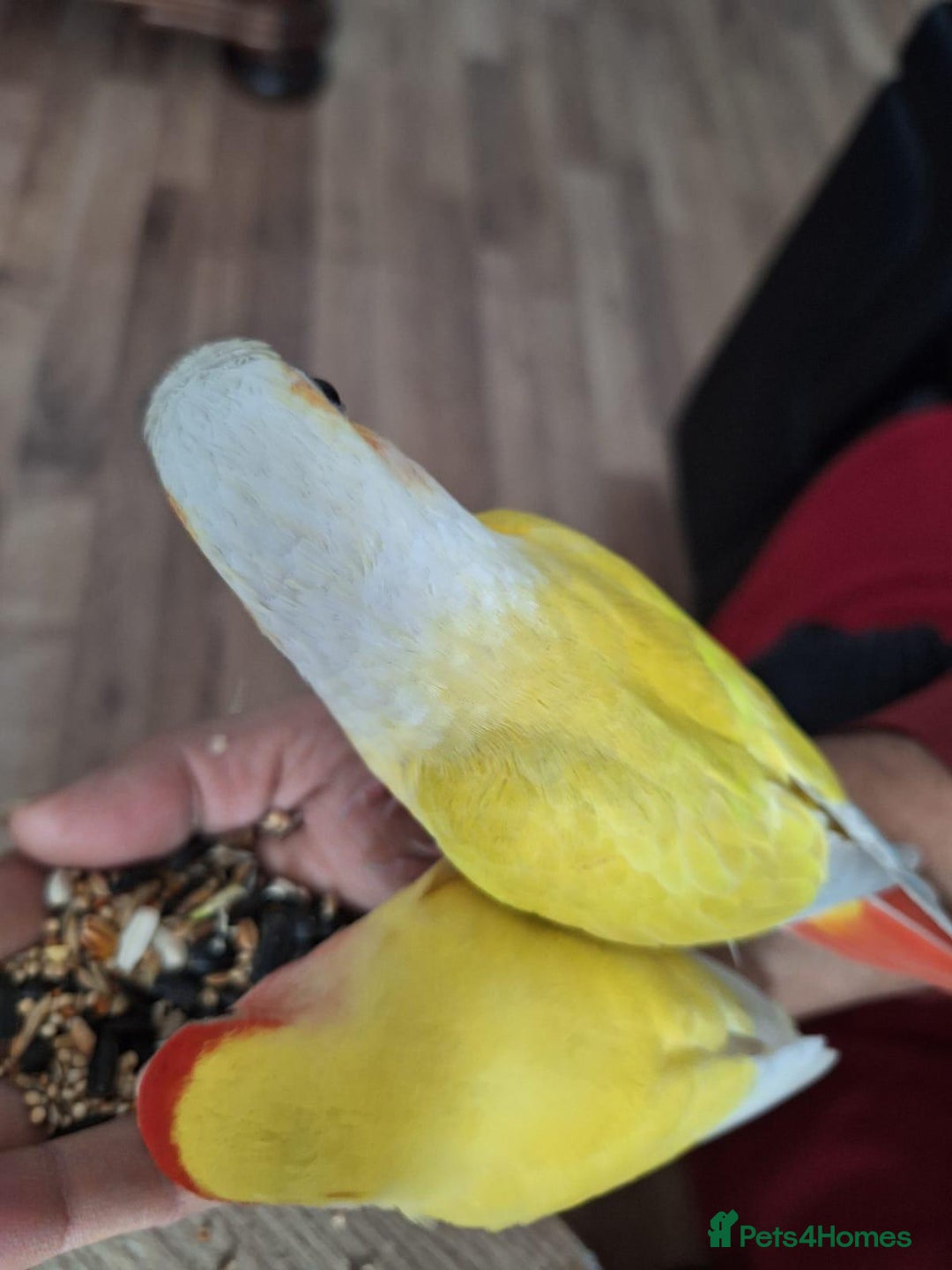 Conures birds for sale: Conure and Lovebird for Sale  - Image 8