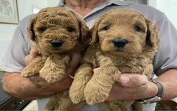 Labradoodle dogs for sale: Beautiful Labradoodle puppies - Image 1