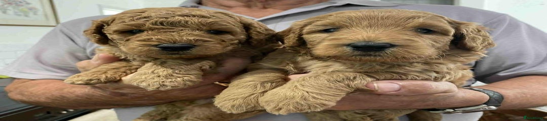 Labradoodle Puppy 6