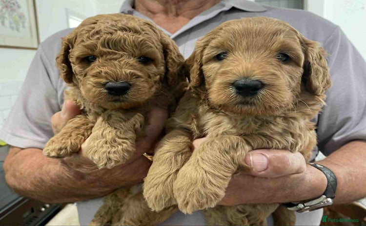 Labradoodle dogs - Advert 3