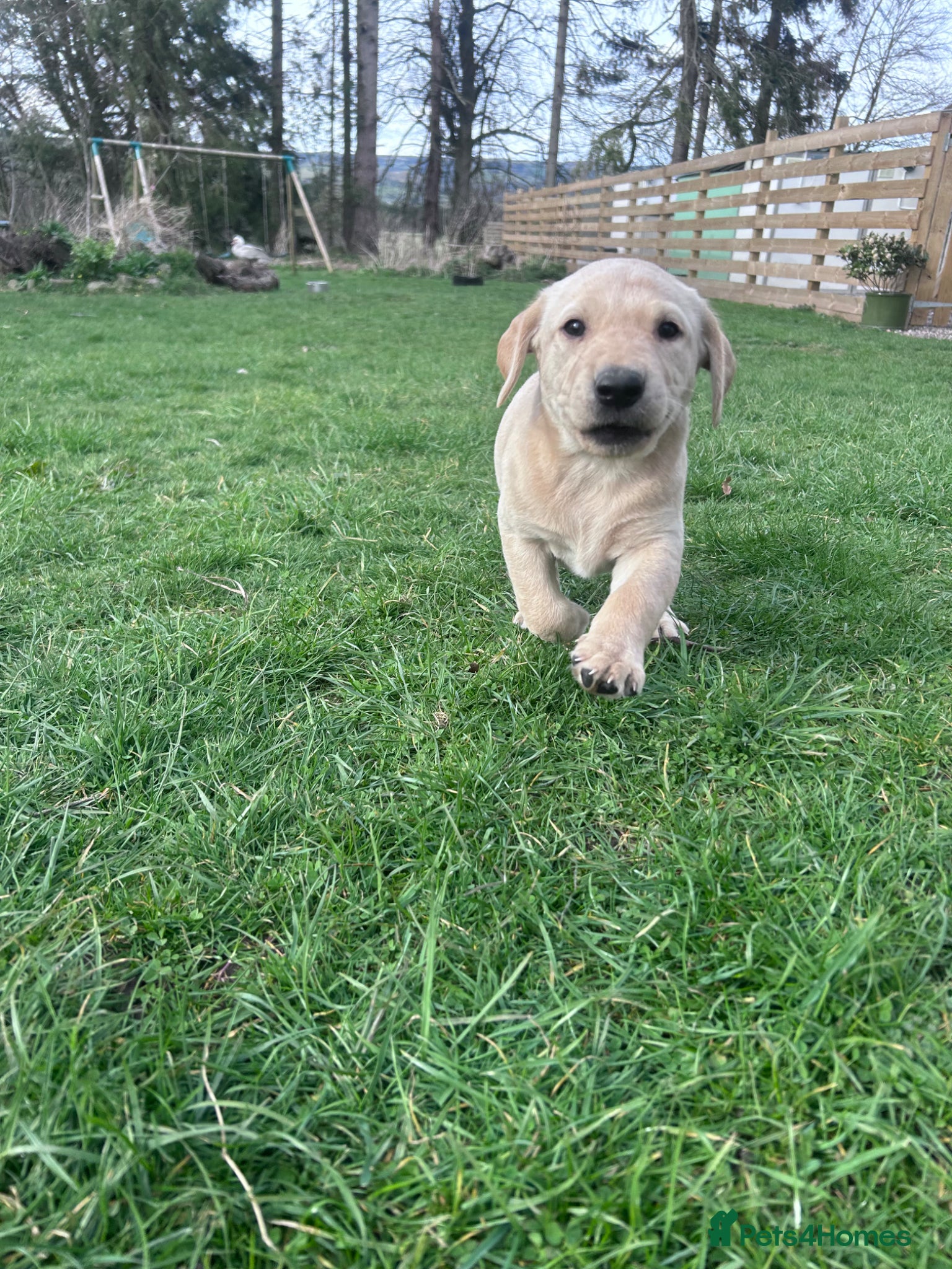 Labrador Retriever dogs Beautiful KC reg Lab pups - Advert 2