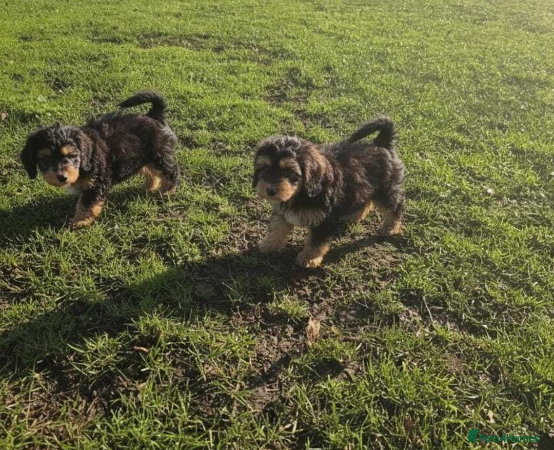 Maltipoo dogs for sale: Maltipoo puppies  - Advert 8