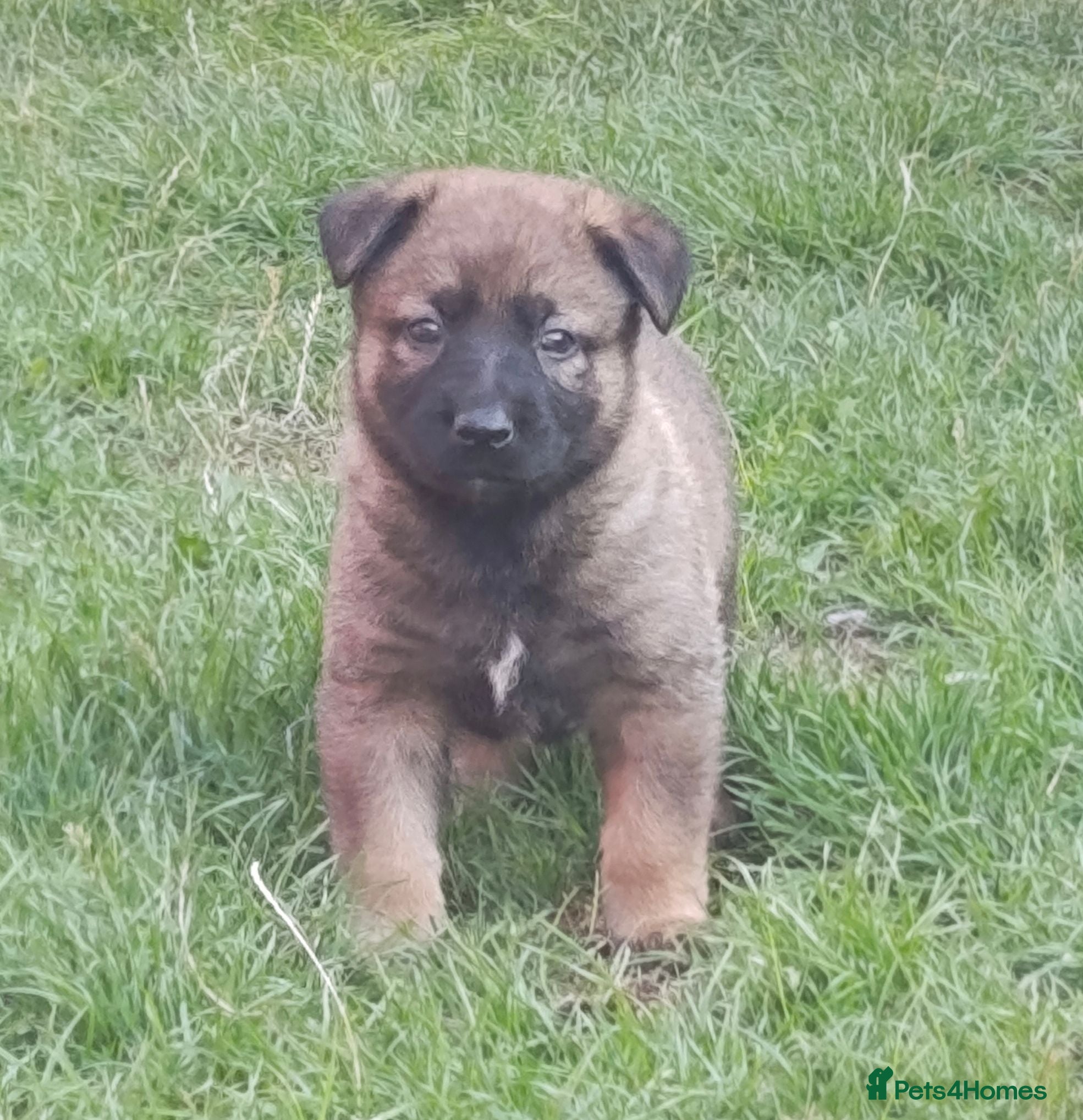 Mixed Breed dogs German Shepherd x Belgium Malinois Puppies  - Advert 2