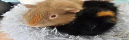 Guinea Pig rodents for sale: guinea pigs in Portsmouth - Advert 1