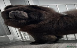Chow Chow dogs for sale: 🧸🧸Beautiful litter of chow chow puppies🧸🧸 - Image 17