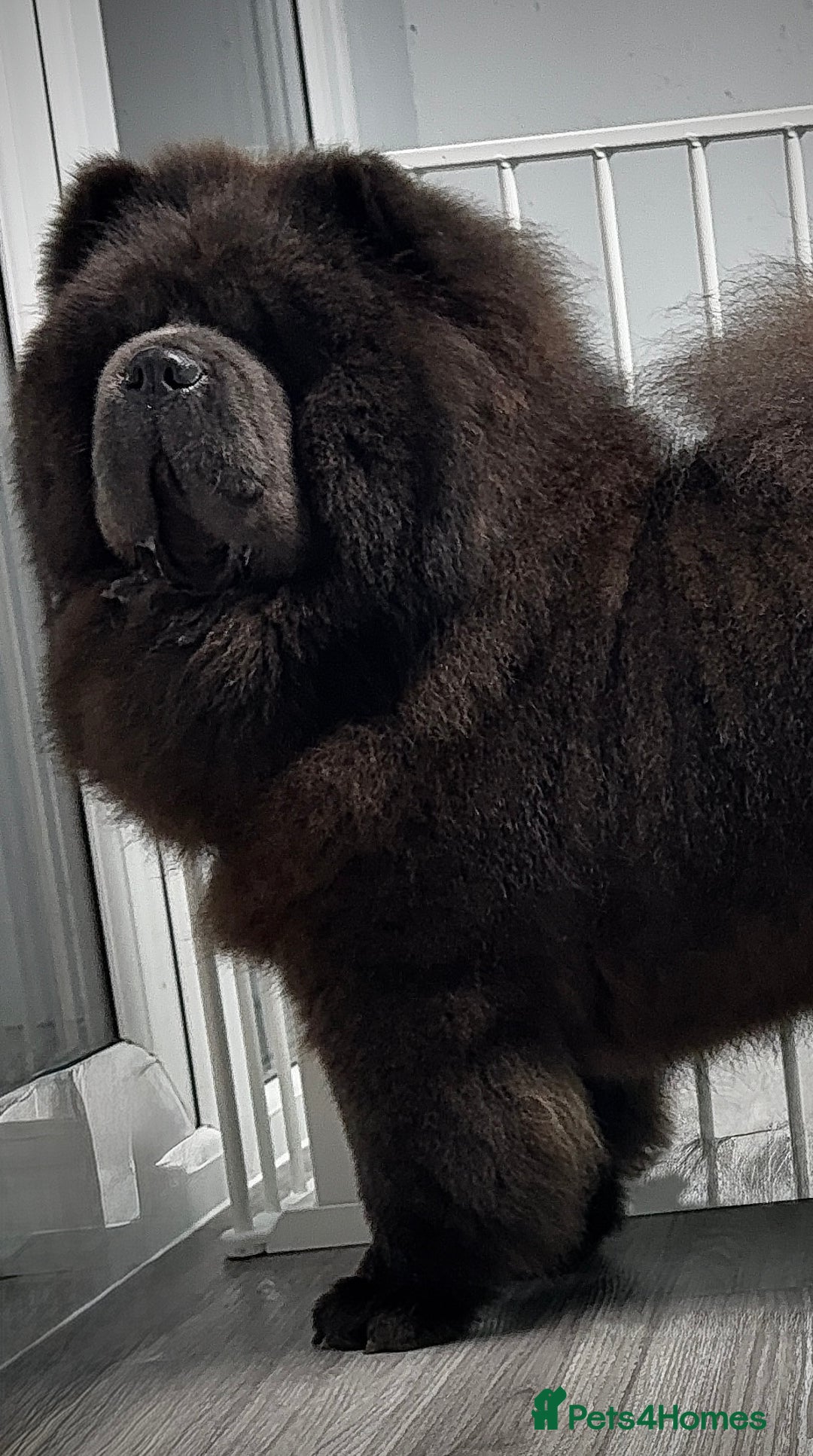 Chow Chow dogs for sale: 🧸🧸Beautiful litter of chow chow puppies🧸🧸 - Image 17