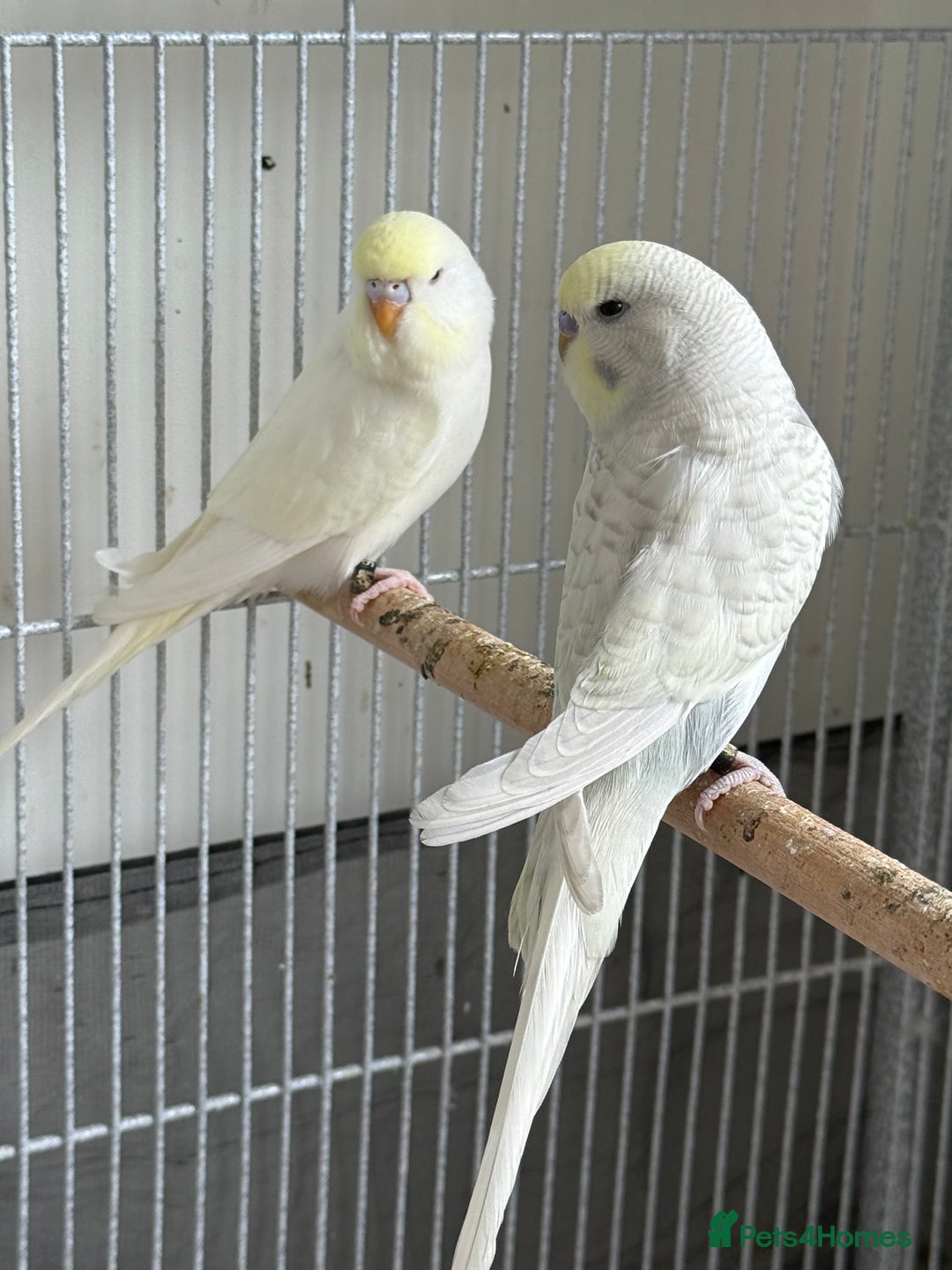 Budgerigars birds for sale: Young and adult unique colour budgies in London - Image 7