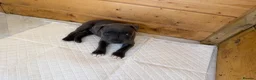 Staffordshire Bull Terrier dogs for sale: Blue staffordshire bull terrier puppies - Advert 20
