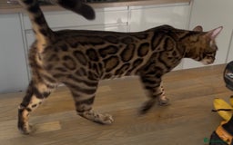 Bengal cats for sale: Intensively socialised bengal kittens - lap cats! in Scunthorpe - Image 3