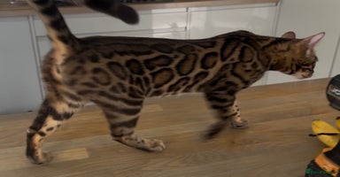 Bengal cats in Scunthorpe - Advert 3