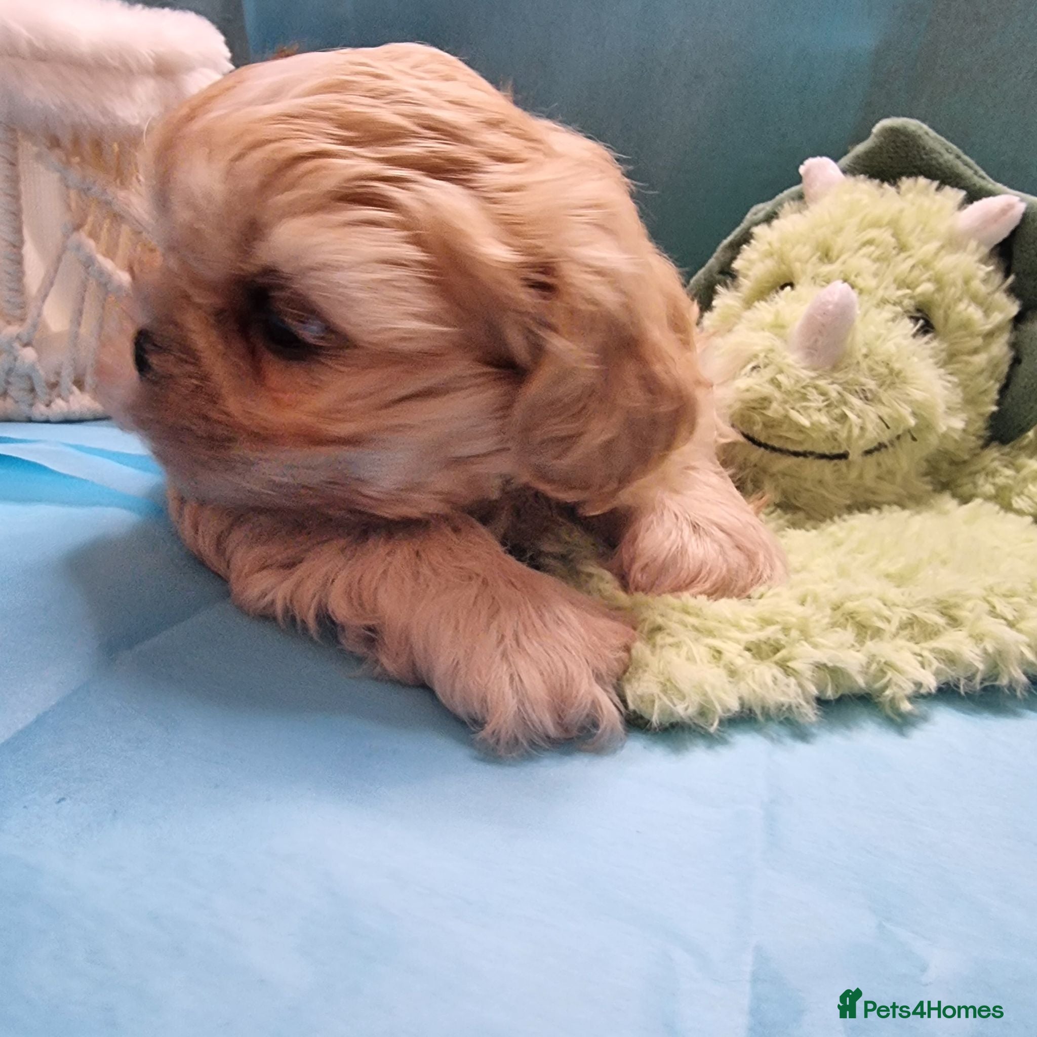 Shih Tzu dogs Kc reg Stunning small baby boys/girl - Advert 1
