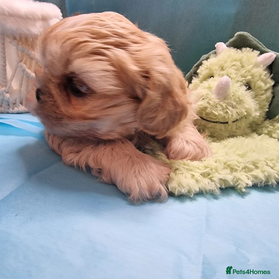 Shih Tzu dogs for sale: Kc reg Stunning small baby boys/girl - Advert 1