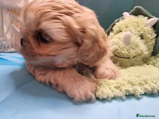 Shih Tzu dogs Kc reg Stunning only tiny cream boy available - Advert 2