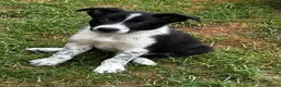 Border Collie dogs for sale: Stunning Border Collies - Advert 17