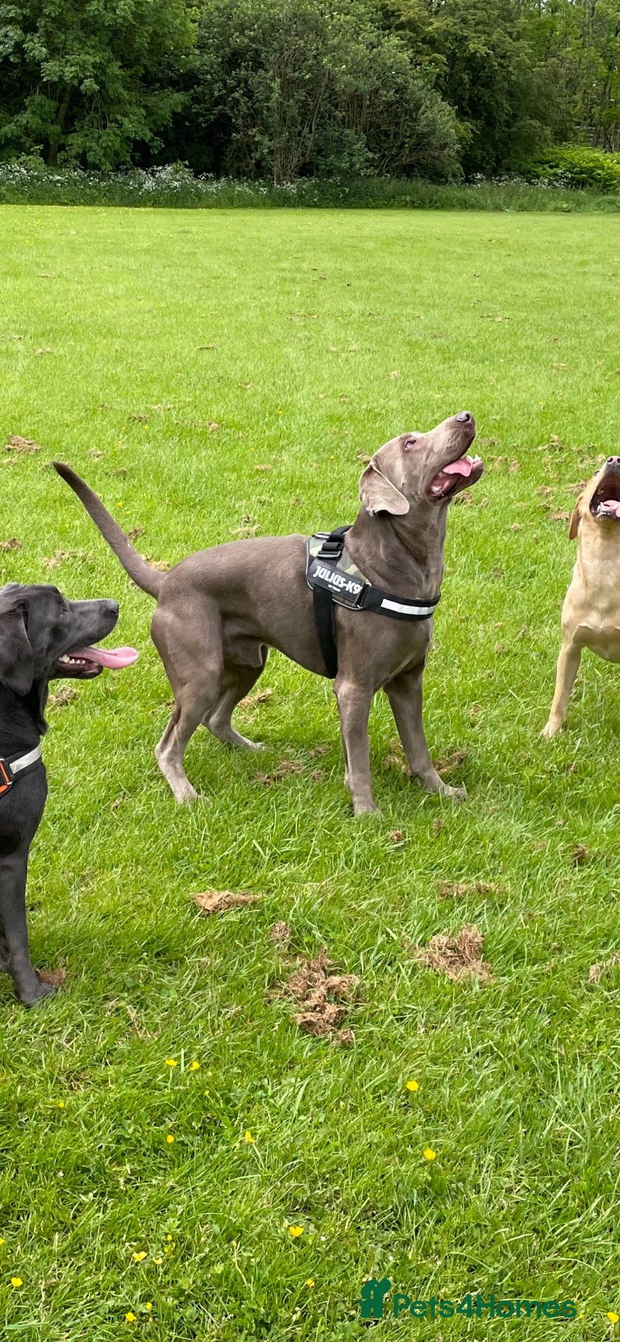 Labrador Retriever dogs KC health tested silver Labrador stud - Advert 8