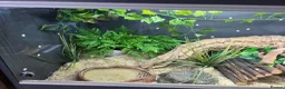 Corn Snake reptiles for sale: Corn snake and full set up - Advert 4