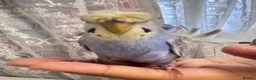 Budgerigars birds for sale: Rainbow helicopters, hand tame baby budgies  - Advert 11