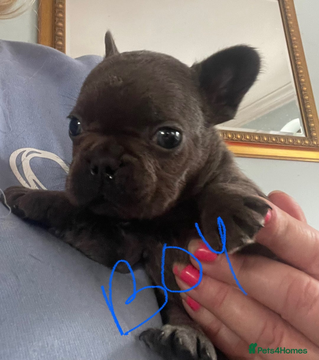 French Bulldog dogs for sale: French Bulldog puppies. 3 x boys 1 x girl - Image 5