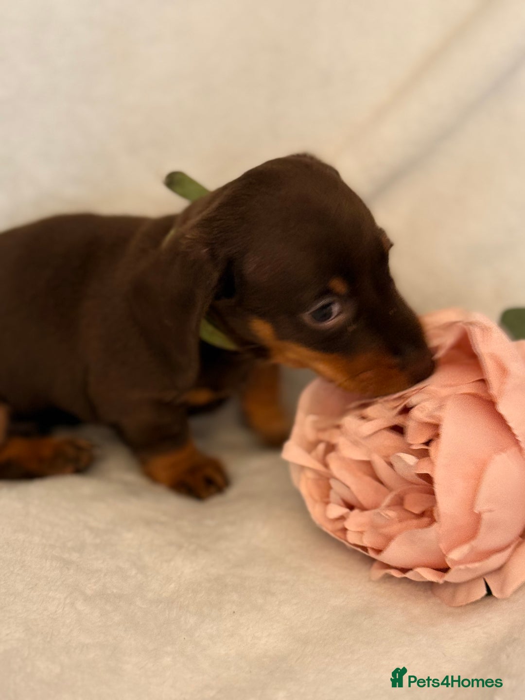 Miniature Dachshund dogs for sale: Stunning miniature dachshunds - tiny parents  - Image 9