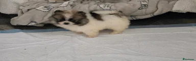 Pomeranian 3