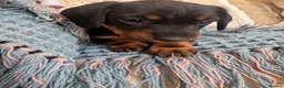 Miniature Dachshund dogs for sale: Miniature dachshunds for sale in Witney - Advert 8