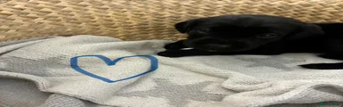 Labrador Retriever Puppy 3