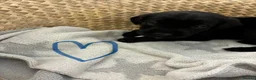 Labrador Retriever dogs for sale: Beautiful KC Black Labrador Puppies  - Advert 38