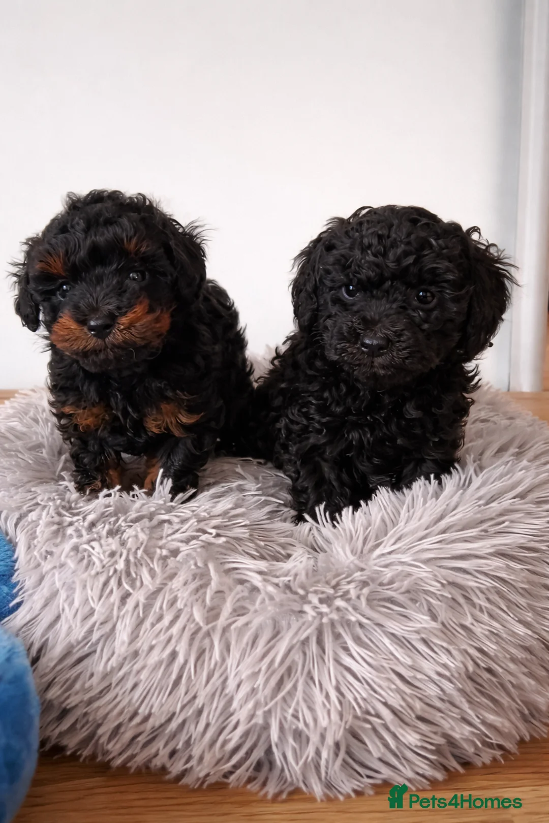 Maltipoo dogs for sale: Beautiful puppies for sale - Advert 1