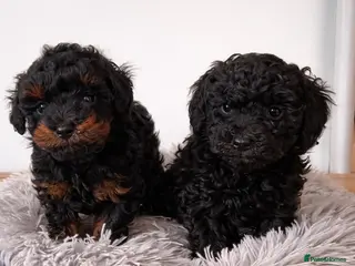 Maltipoo dogs Beautiful puppies for sale - Advert 3