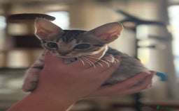 Ocicat cats for sale: Ocicat Kittens Available in Aberdeenshire in Alford - Image 18