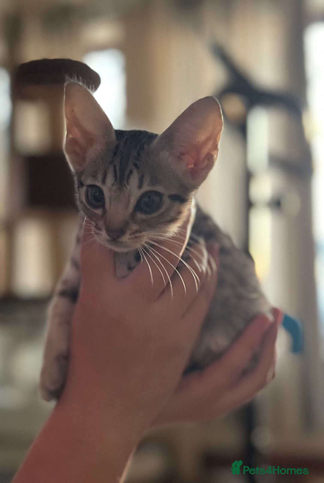 Ocicat cats for sale: Ocicat Kittens Available in Aberdeenshire in Alford - Image 18