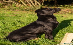 Labrador Retriever dogs for sale: KC Black Puppies,Extensively health tested parents - Image 8