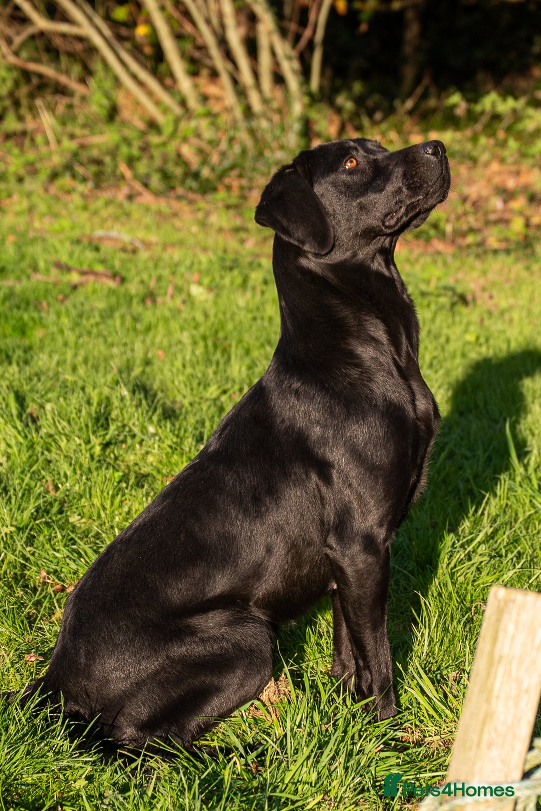 Labrador Retriever dogs for sale: KC Black Puppies,Extensively health tested parents - Image 8