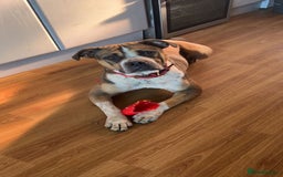 Mixed Breed dogs for sale: Female looking for home - Image 1