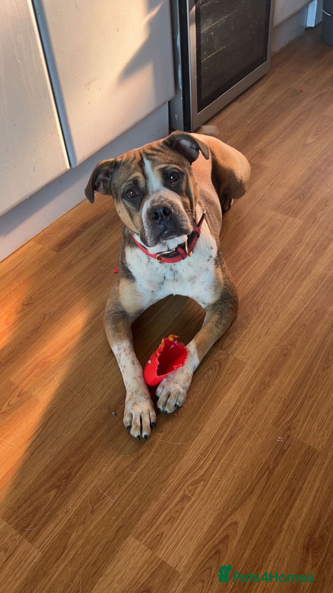 Mixed Breed dogs for sale: Female looking for home - Image 1