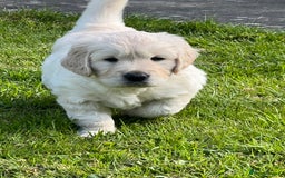 Golden Retriever dogs for stud: Golden Retriever for stud in Thirsk - Image 11