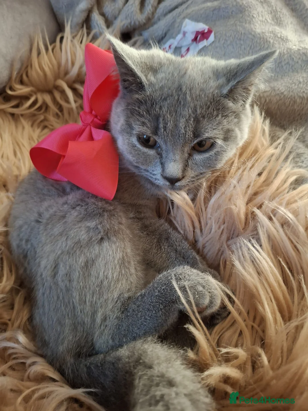 British Shorthair cats for sale: 2 lovely British shorthair kitten left  - Advert 2