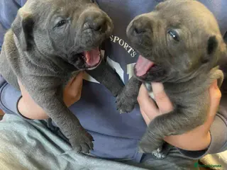 Mixed Breed dogs Pocket bully / Cane Corso pups - Advert 7