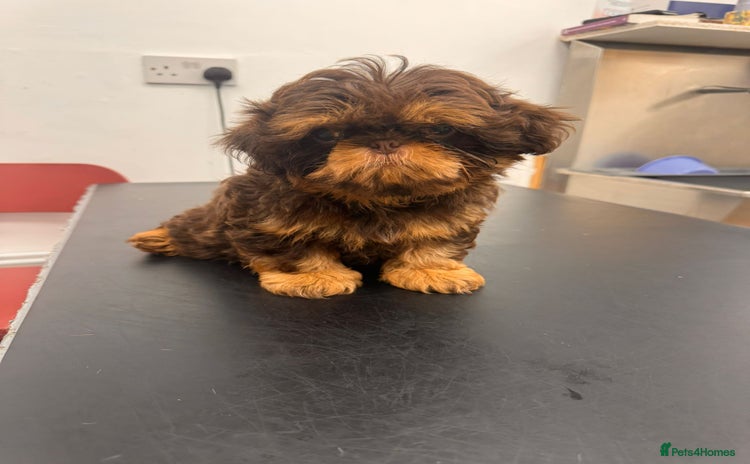Shih Tzu dogs - Advert 8