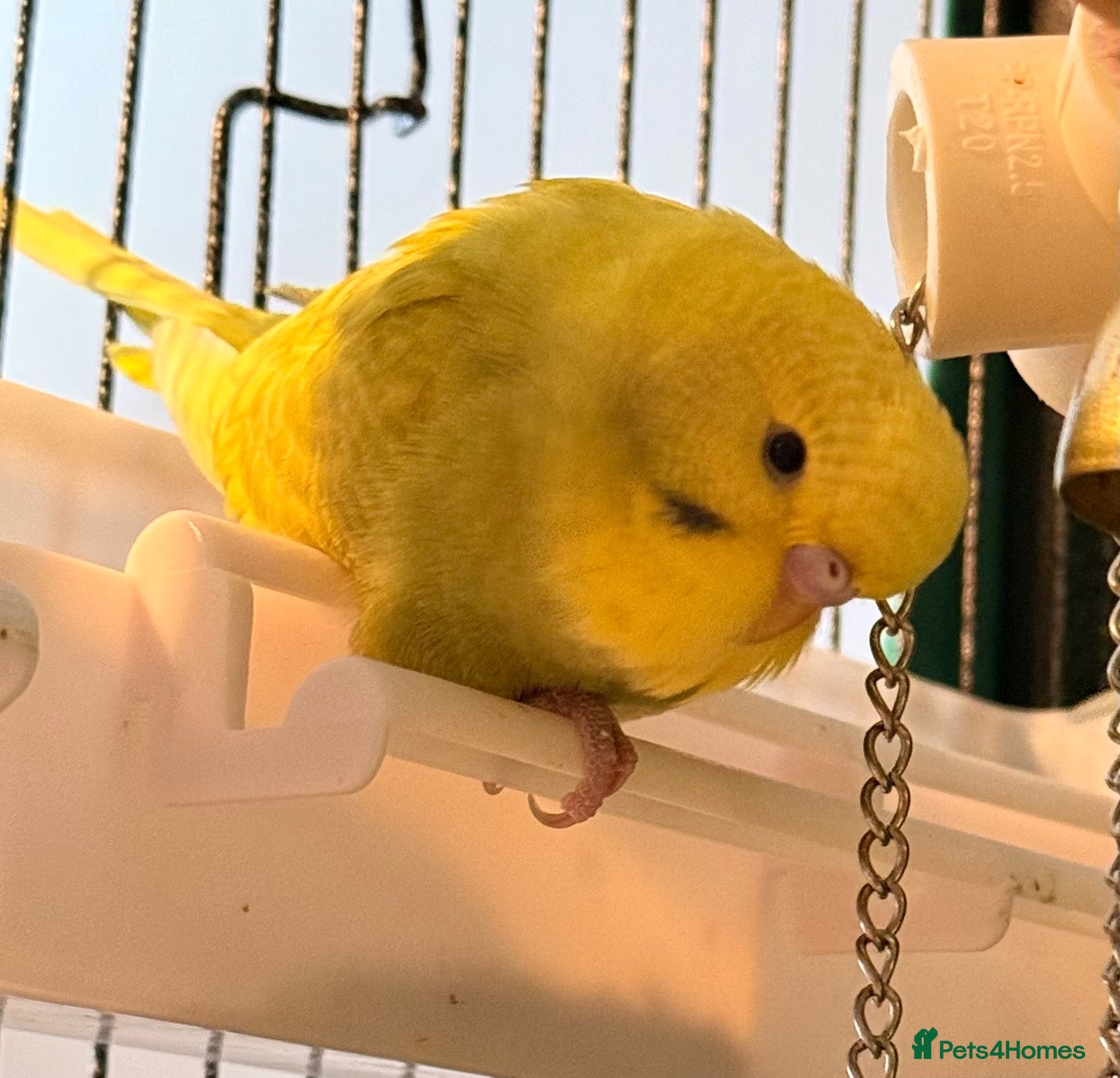 Budgerigars birds Young budgies male and female  Runcorn wa7   - Advert 2
