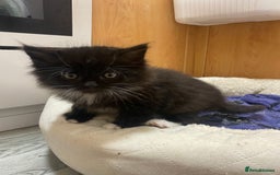 British Longhair cats for sale: 8 weeks old gorgeous kittens for sale - Image 8