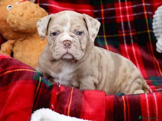 Olde English Bulldogge dogs Beautiful olde English bulldogs ready next week 🩷 - Advert 4