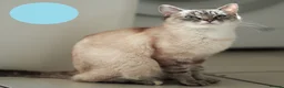 Siamese cats for sale: 1 year old female cat - Advert 2