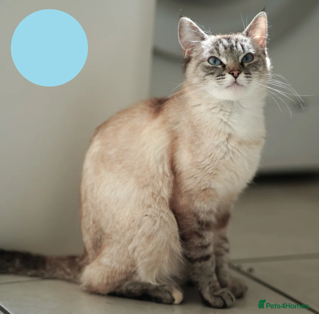 Siamese cats for sale: 1 year old female cat - Advert 2