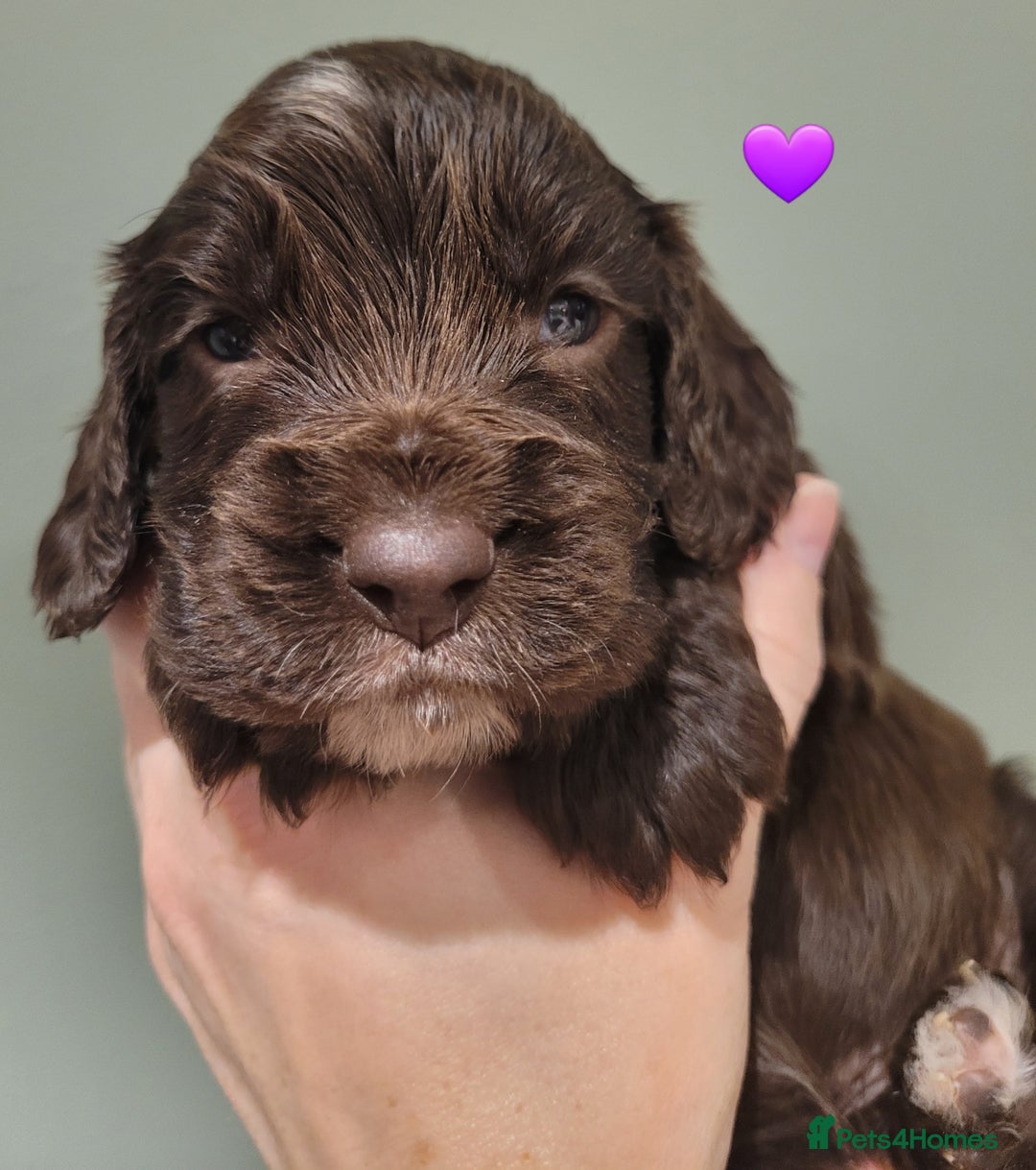 Cocker Spaniel dogs for sale: Litter of 7 - Image 14